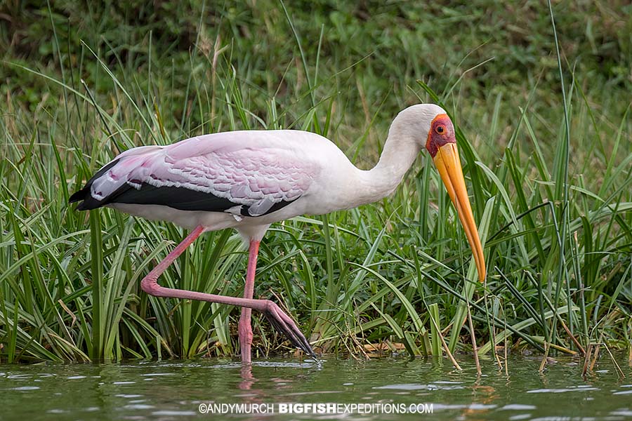 Bird watching in the Kazinga Channel in Uganda.