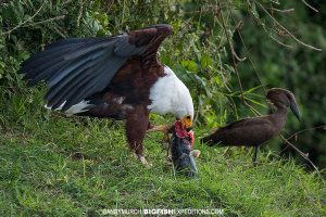 White-headed eagle in the Kazinga Channel.