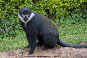 L'hoest's Monkey in Bwindi.