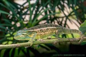 Side-striped Chameleon in Kibale. Gorilla trekking.