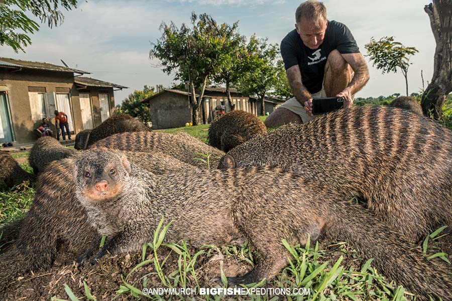 Habituated banded mongooses in Uganda.