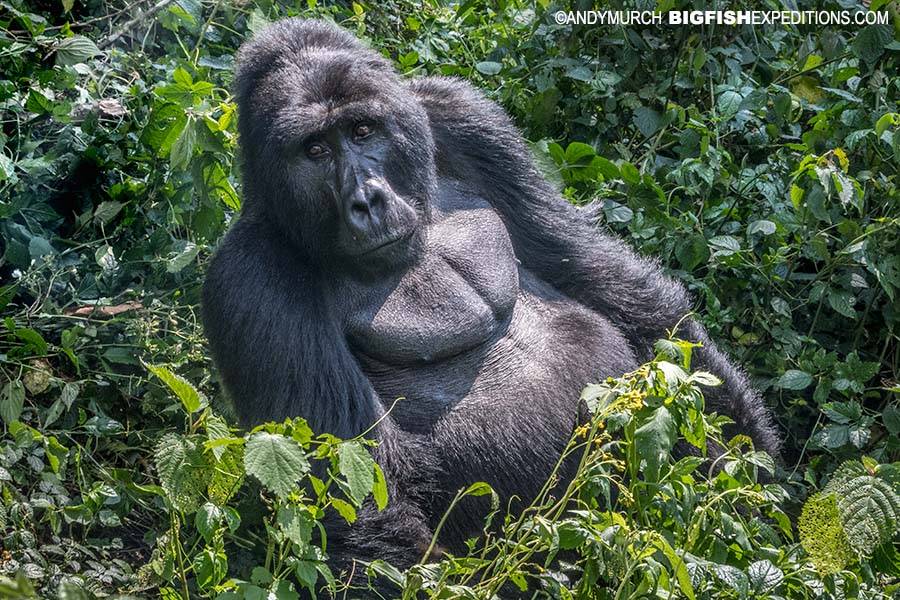 Silverback gorilla in Bwindi.