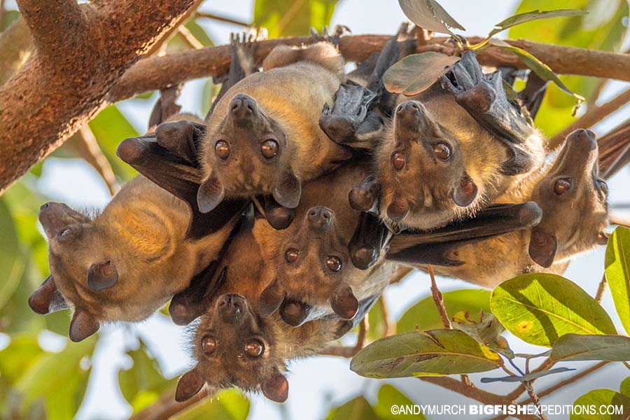 Straw coloured fruit bats