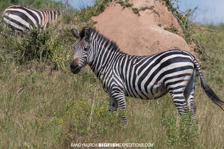 Burchell's zebras at Lake Mboro, Uganda.