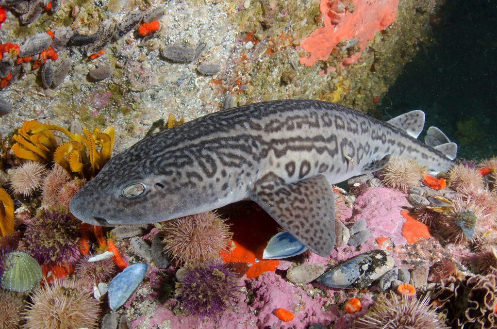Diving with endemic catsharks in South Africa.