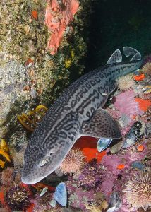 Leopard catshark, South Africa.