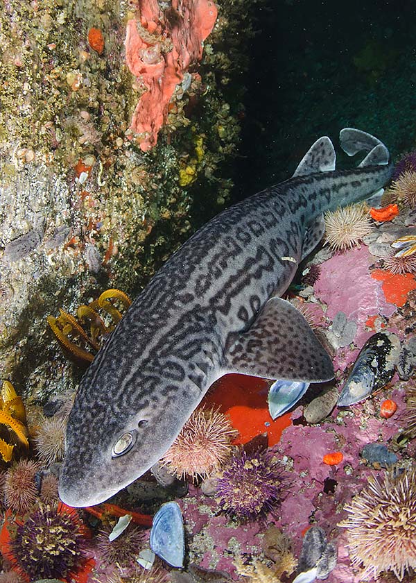 Leopard catshark, South Africa.