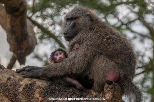 Olive baboon with baby. Gorilla trekking.