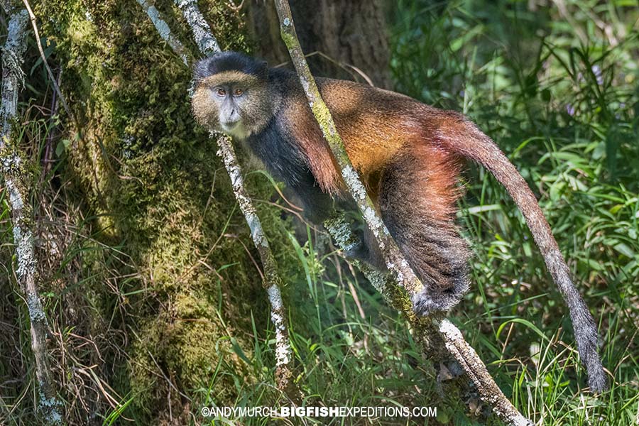 Virungas Golden Monkey trek