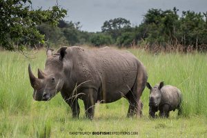 Walking with Rhinos in Ziwa