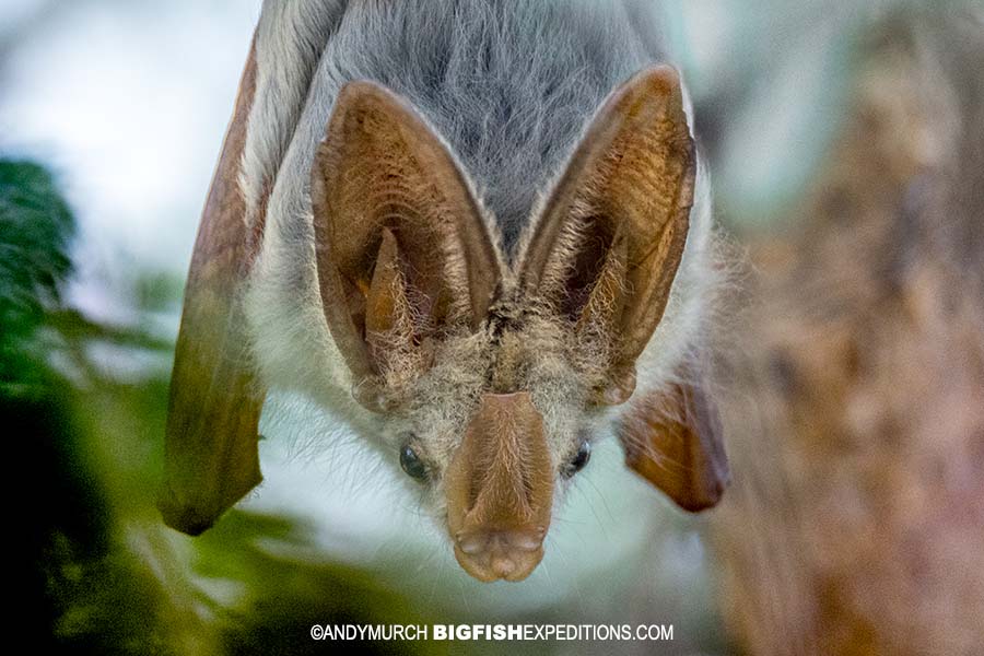 Yellow-winged bat