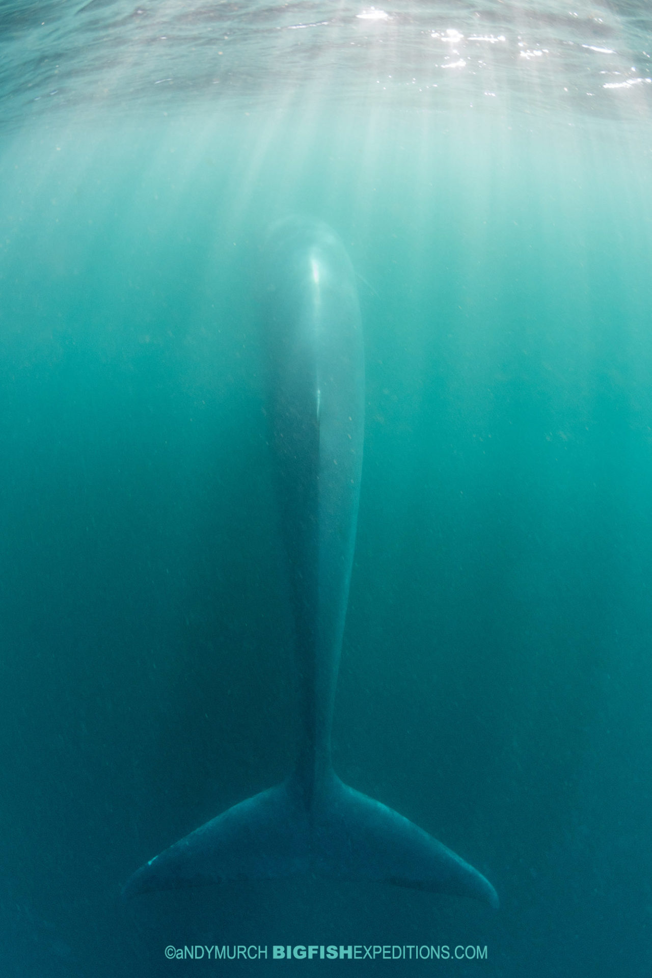 Snorkeling with a brydes whale on the sardine run.