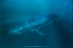 Snorkeling with a brydes whale on the sardine run.