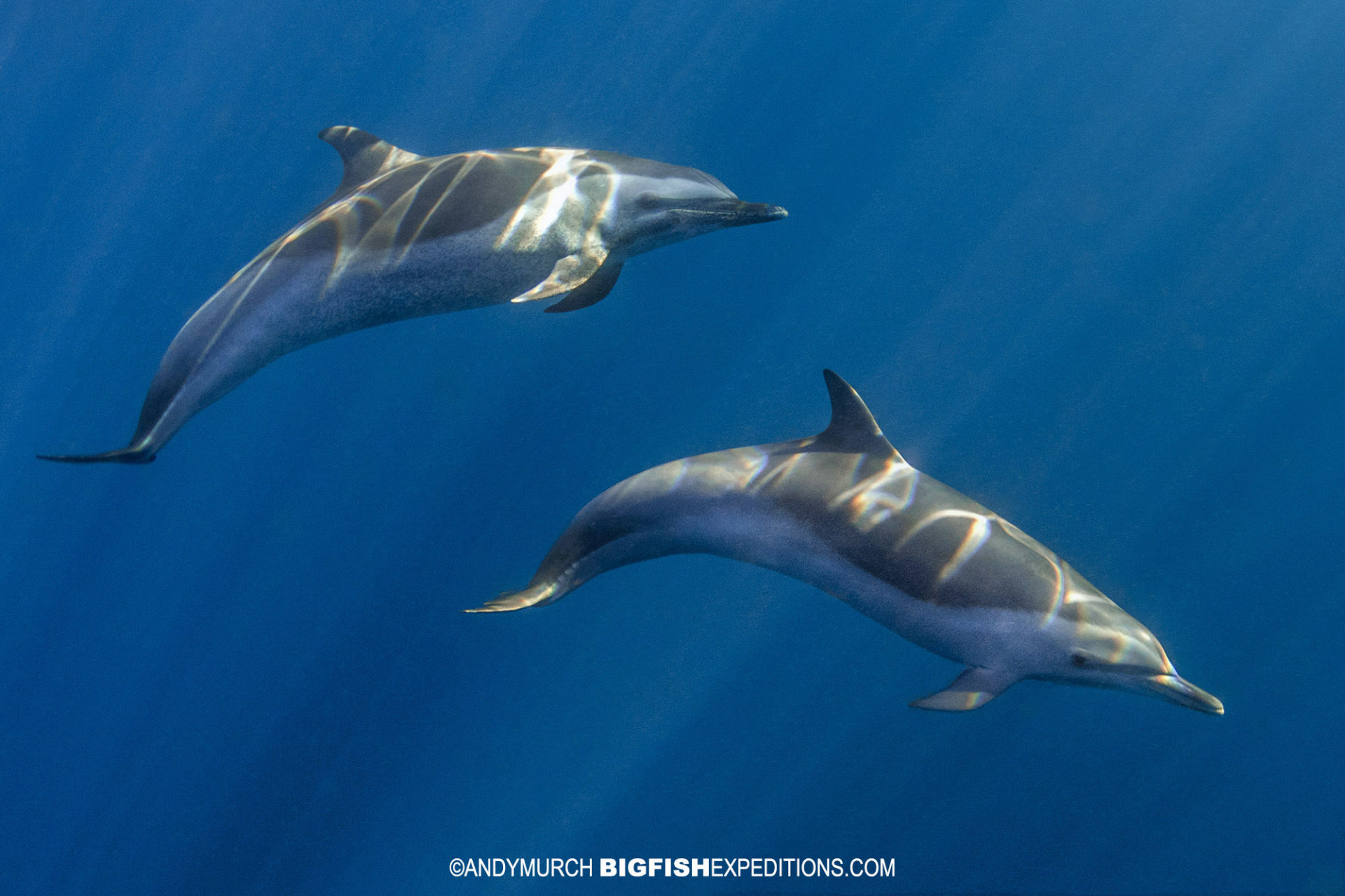 pan-tropical Spotted dolphins