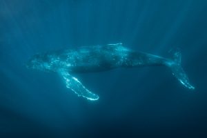 humpback whale snorkeling on the sardine run.