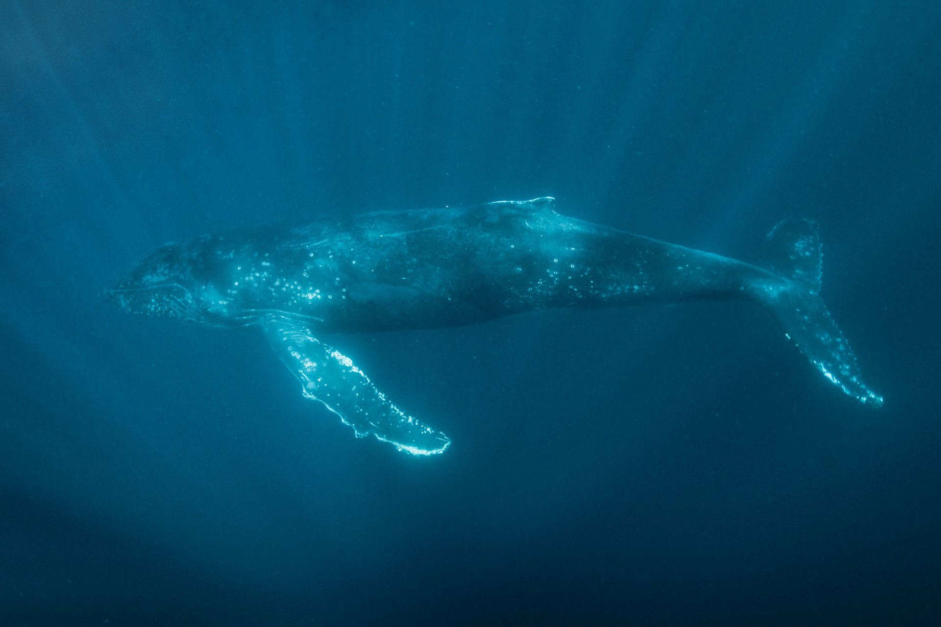humpback whale snorkeling on the sardine run.