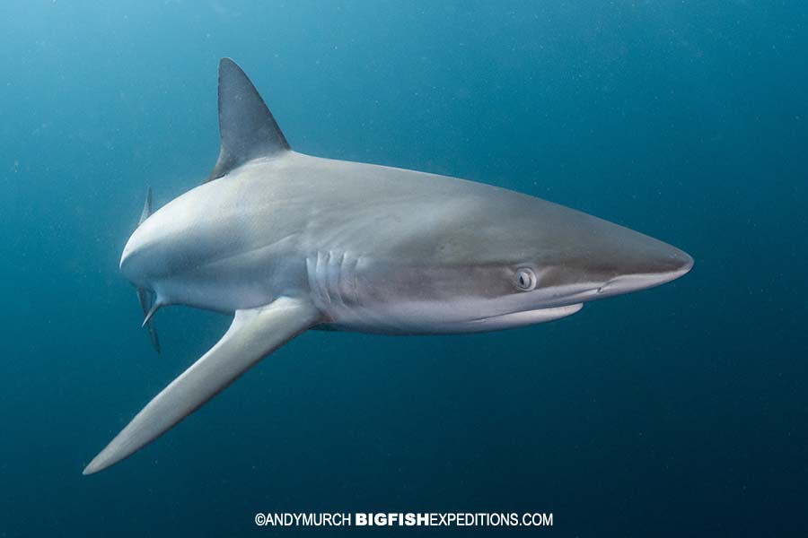 Dusky shark snorkeling on the Sardine Run