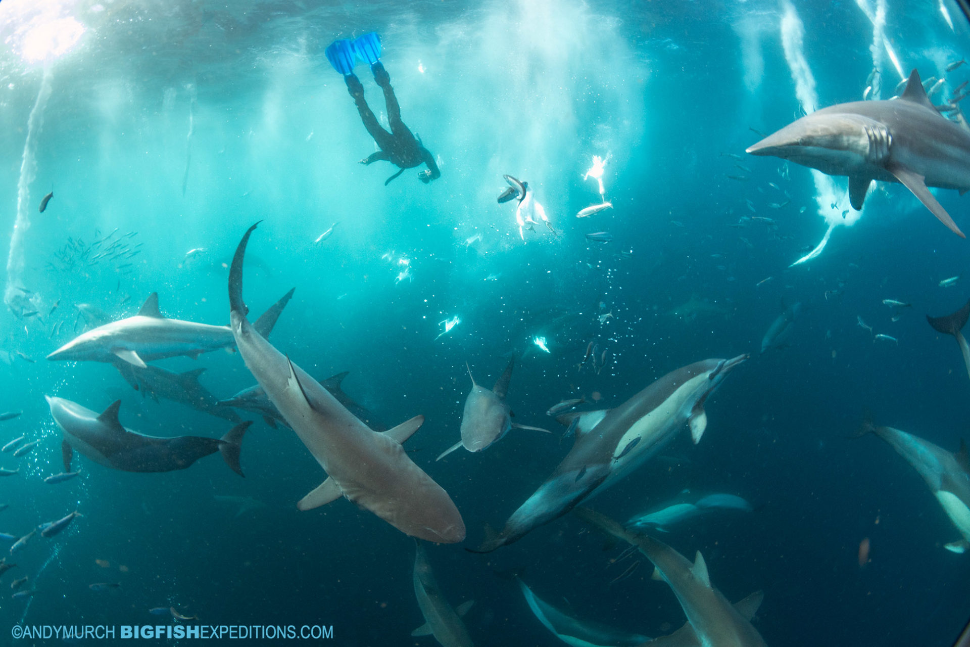 diving with sharks, dolphins and gannets on the Sardine Run