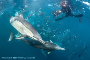 Dolphins feeding on a bait ball on the Sardine Run.