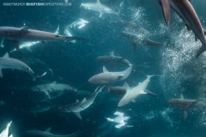 Diving with sharks, dolphins and cape gannets on the Sardine Run.