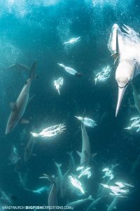 Diving with gannets on the Sardine Run