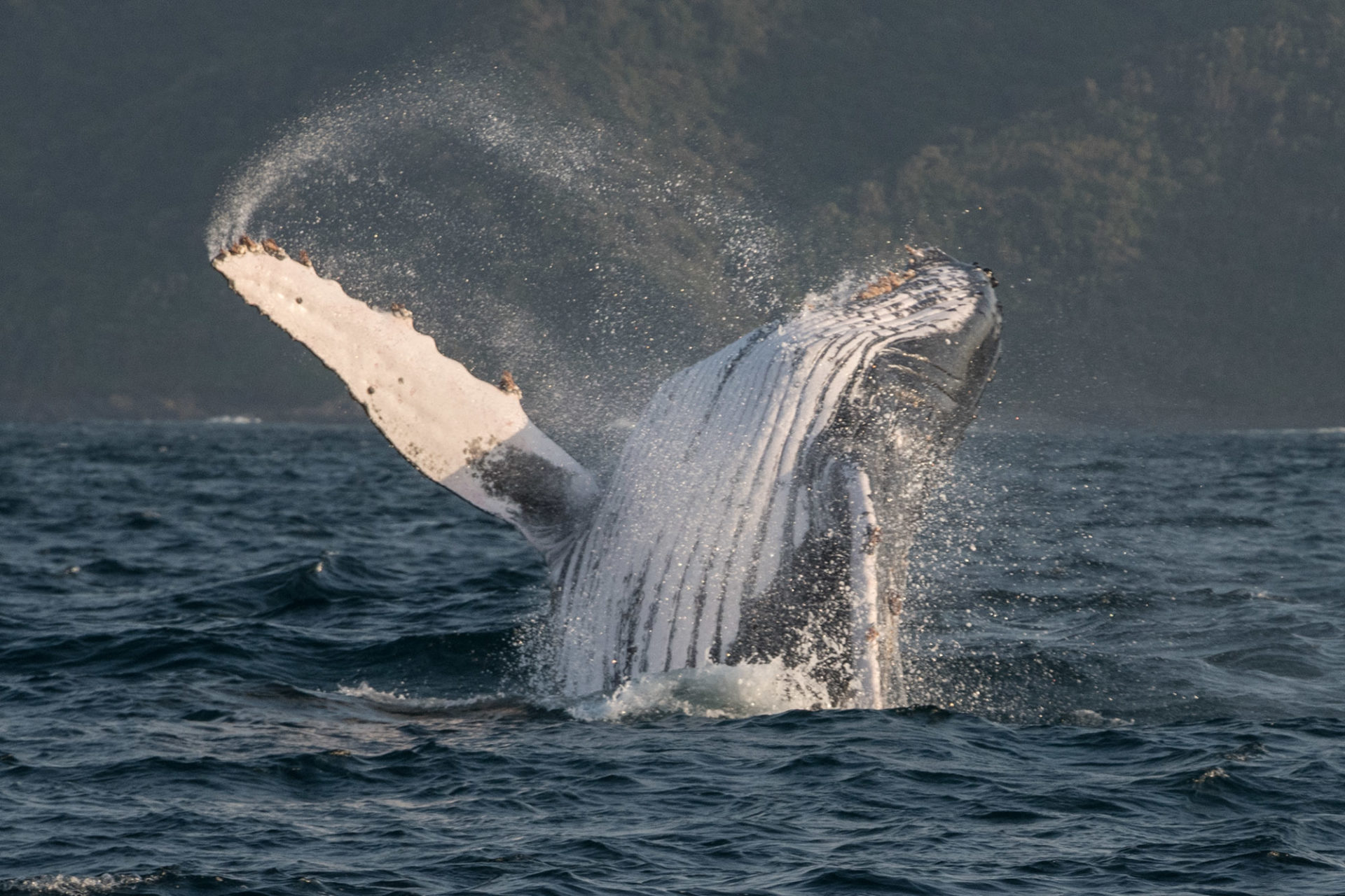 Breaching humpback whale