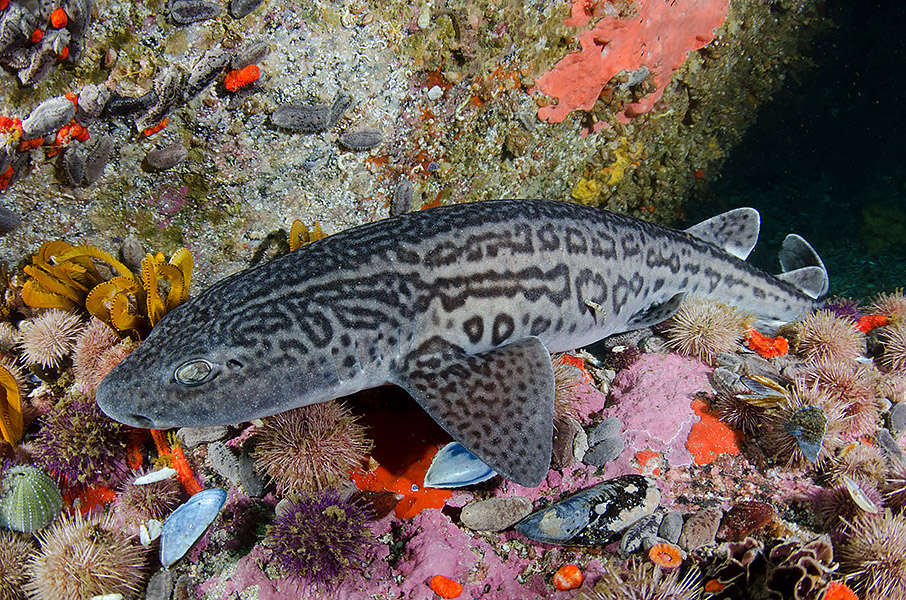 South African Endemic Shark Expedition