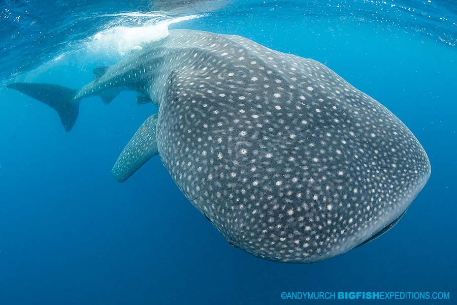 World class snorkeling with whale sharks