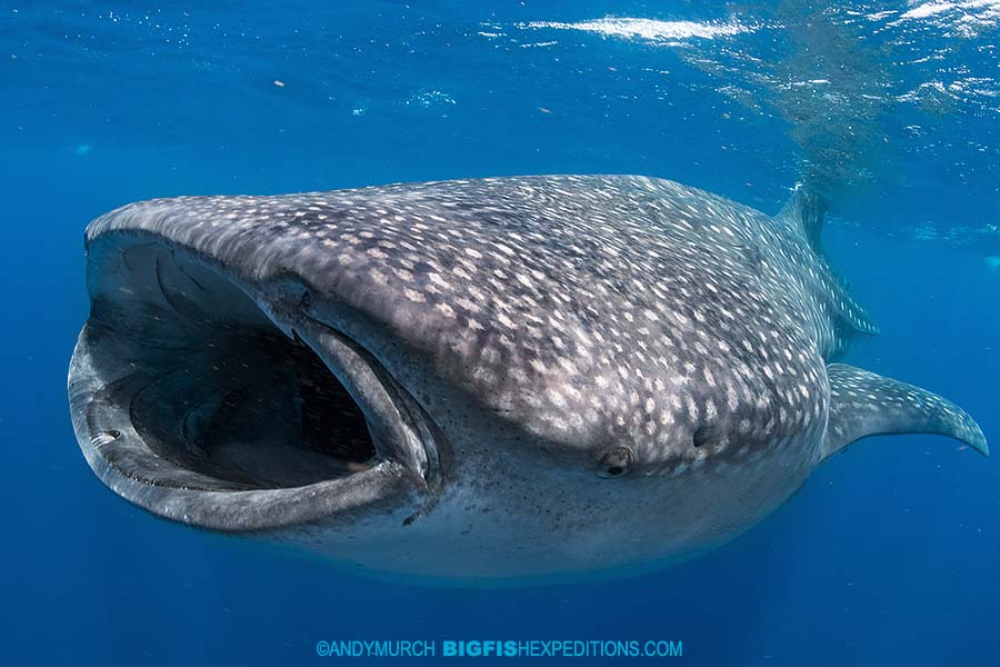 Whale shark snorkel