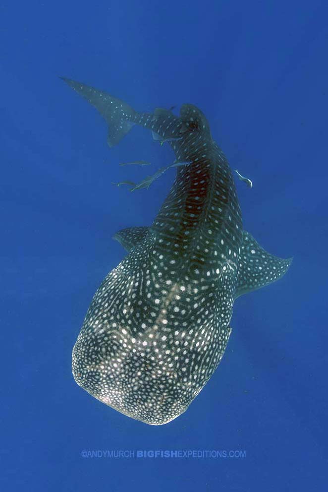 Whale shark with beautiful markings