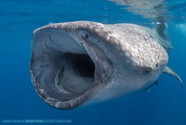 Snorkeling with whale sharks