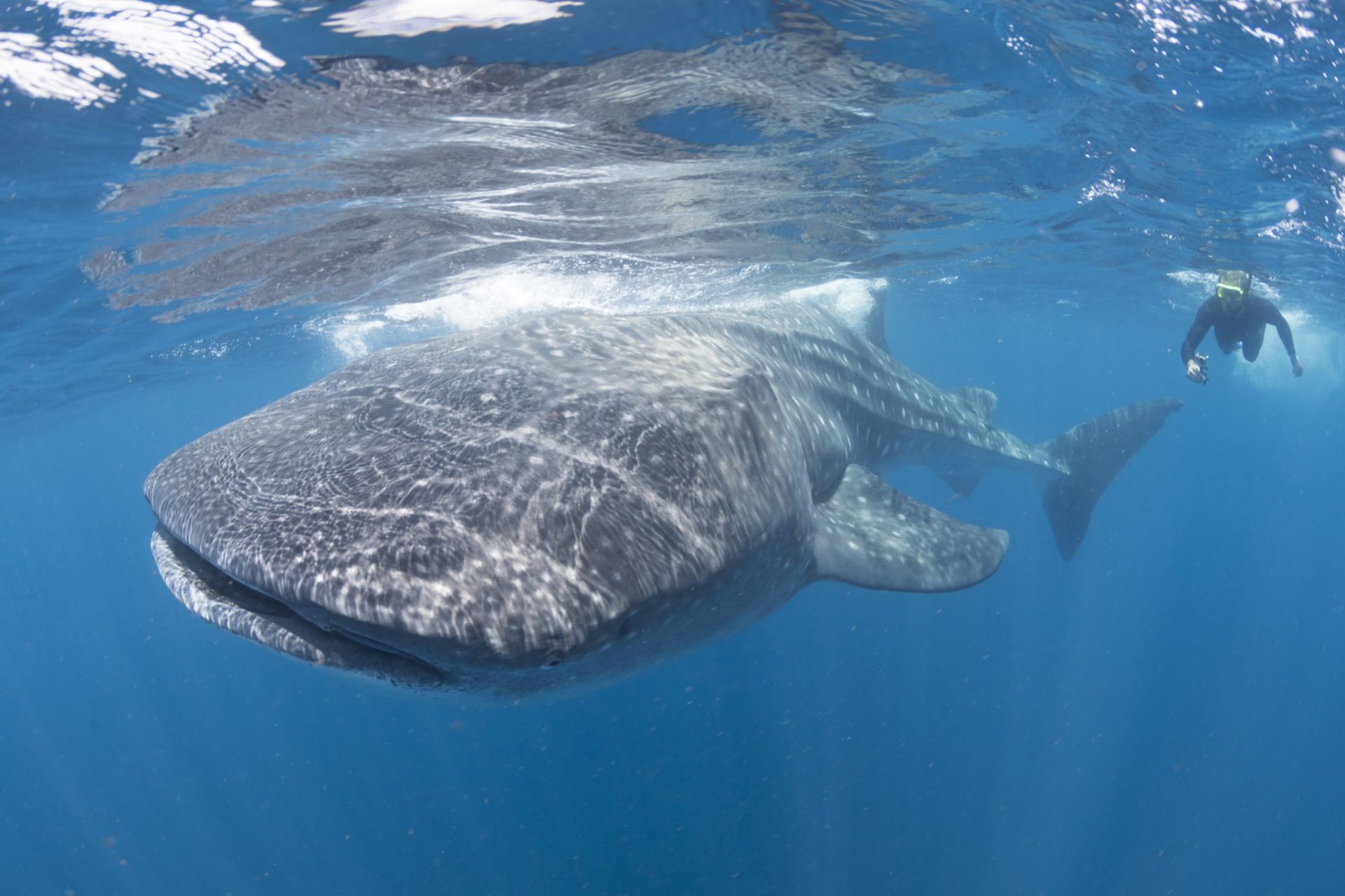 A snorkeler with a huge whale shark.