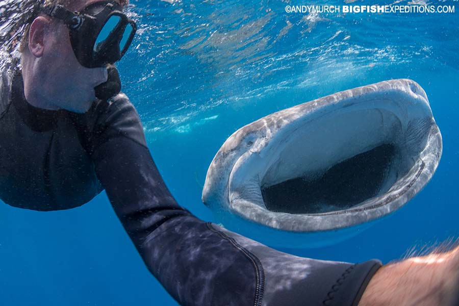 Selfie while snorkeling with a whale shark.