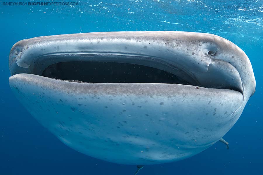 Whale shark mouth close up while snorkeling