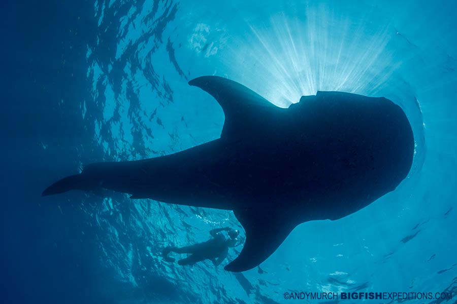 Snorkeling with whale sharks in Mexico