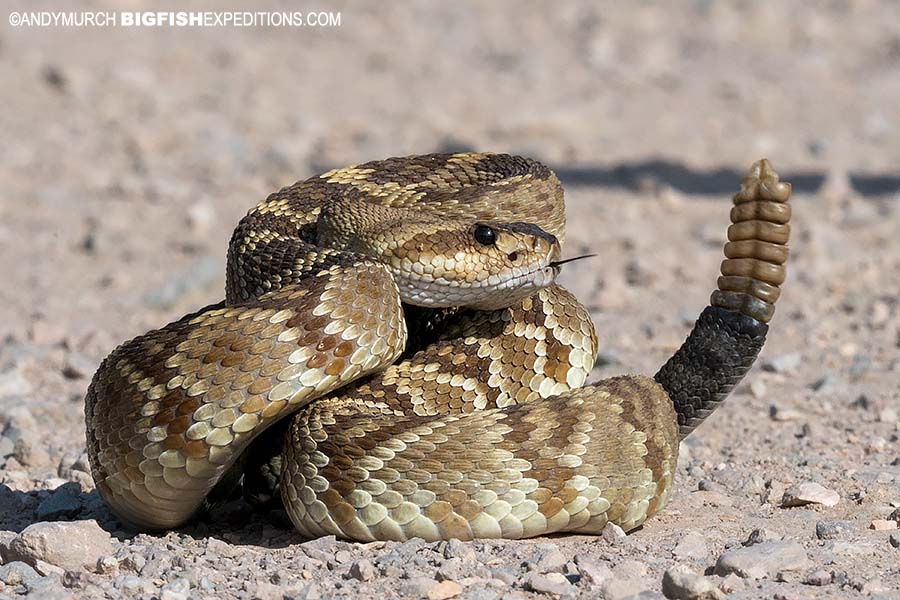 Southwest Snake Photography