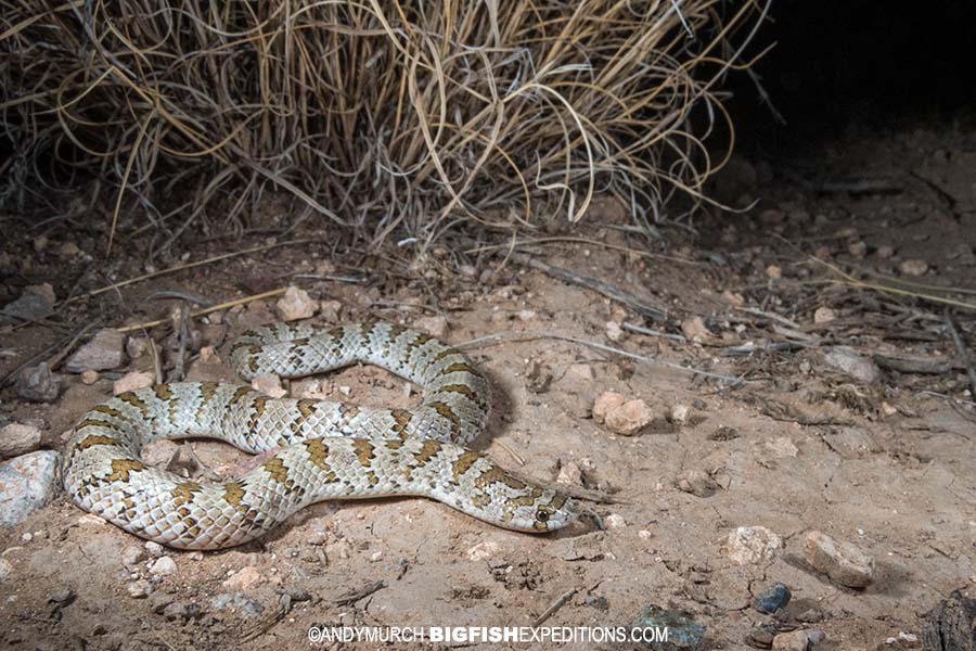 Chuhuahuan hooknose snake photography. Herping Arizona.