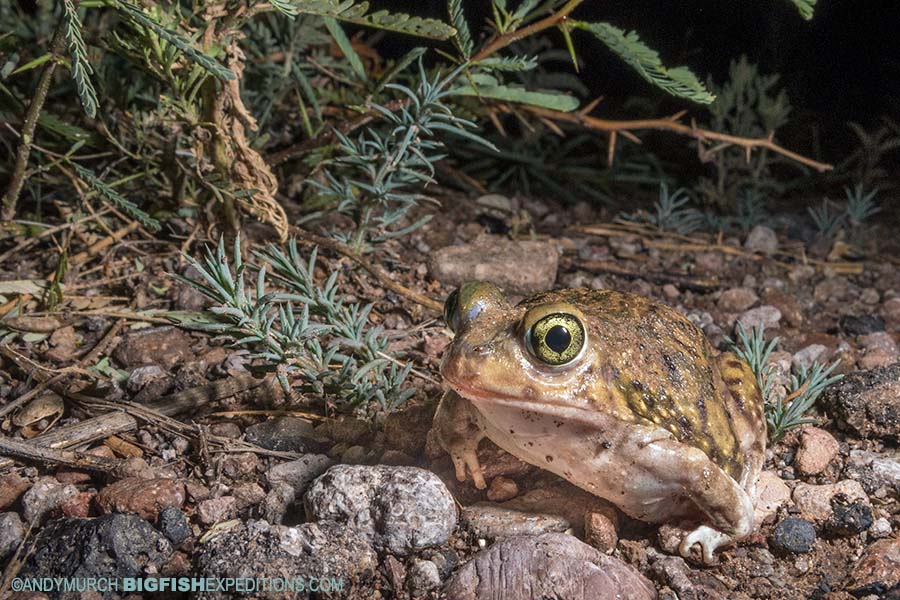 Frog and toad photography. Herping Arizona.