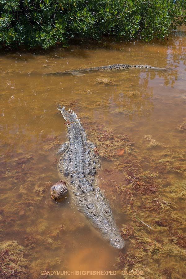Crocodiles in the lagoon in Cayo Grande, Chinchorro.