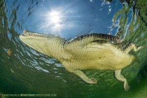 Snorkeling with crocodiles.