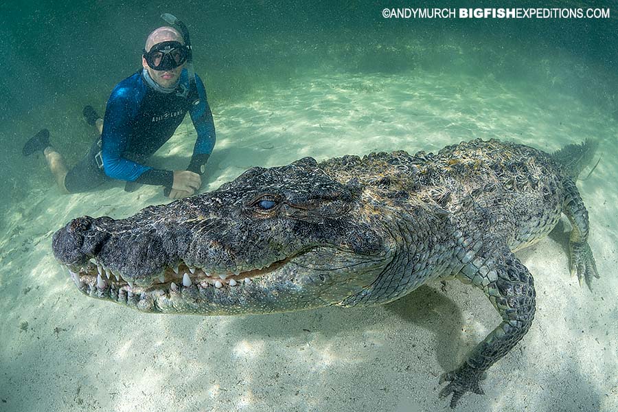 Snorkeling with American Crocodiles