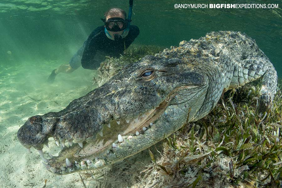 Snorkeling with American Crocodiles