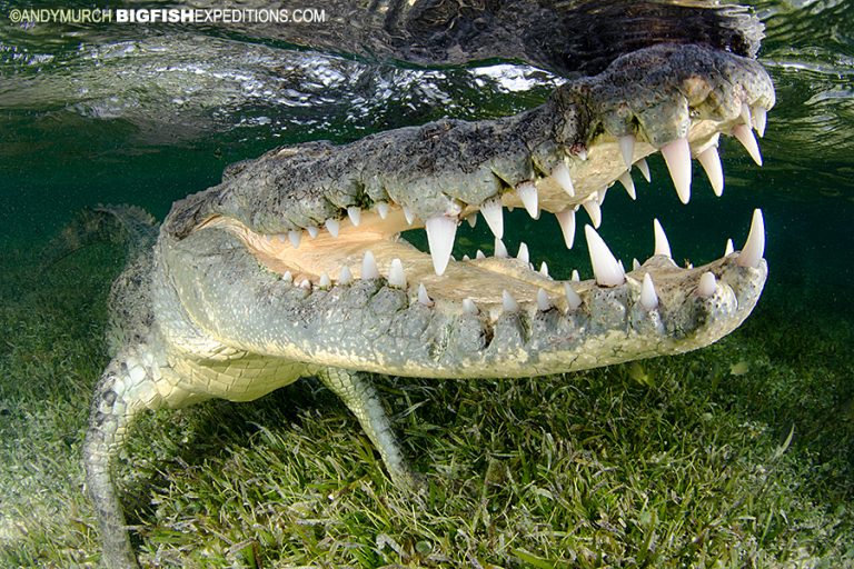 Diving with American Crocodiles at Chinchorro Banks, Mexico. Swimming
