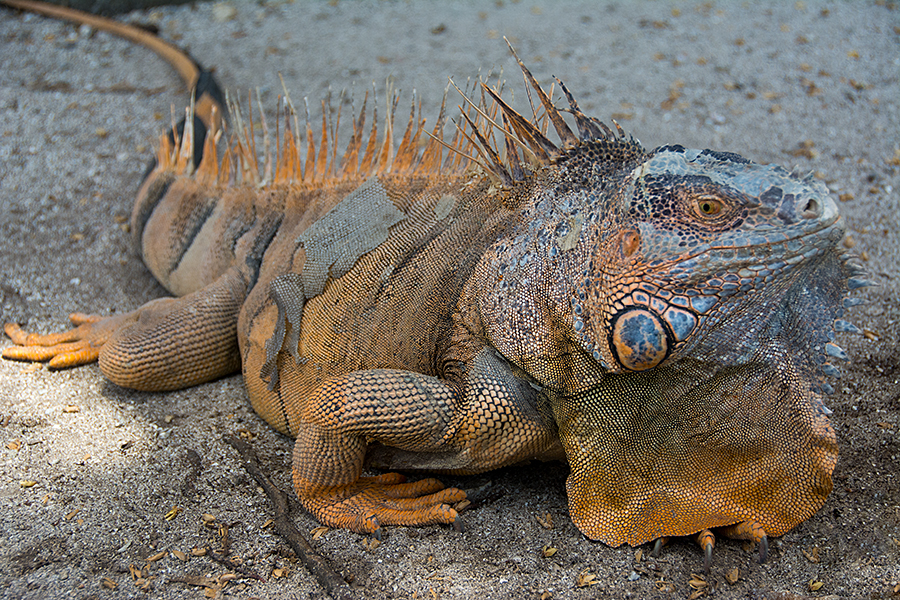 Green Iguana. Snorkeling with crocodiles.