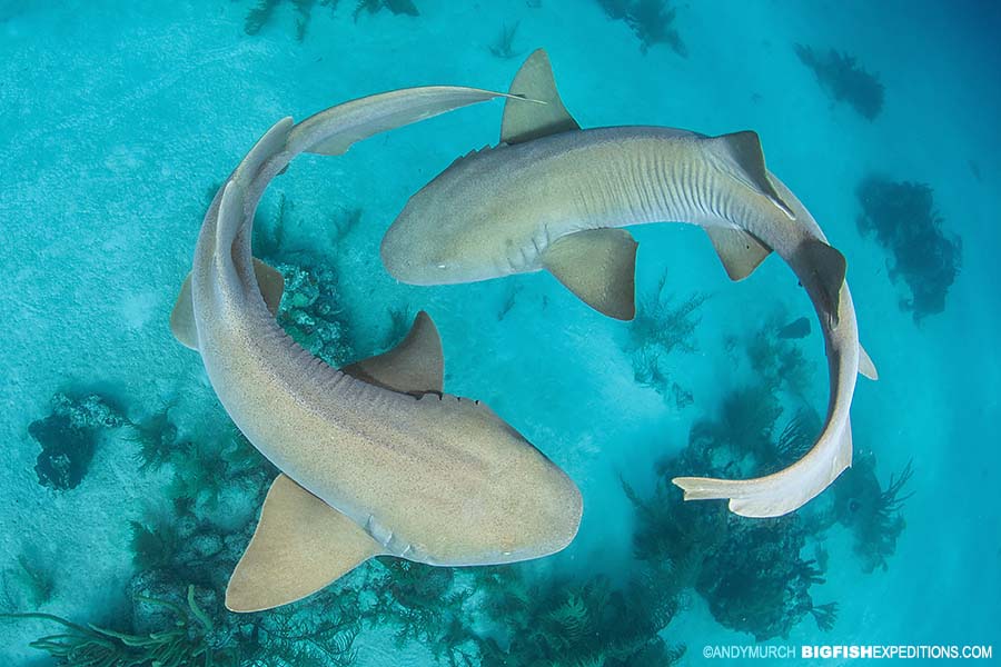 Shark diving at Chinchorro