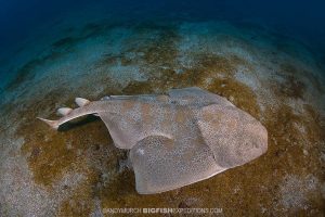 Japanese Angelshark diving