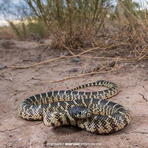 Herping Arizona