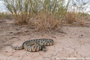 Desert King Snake Photography. Herping Arizona.