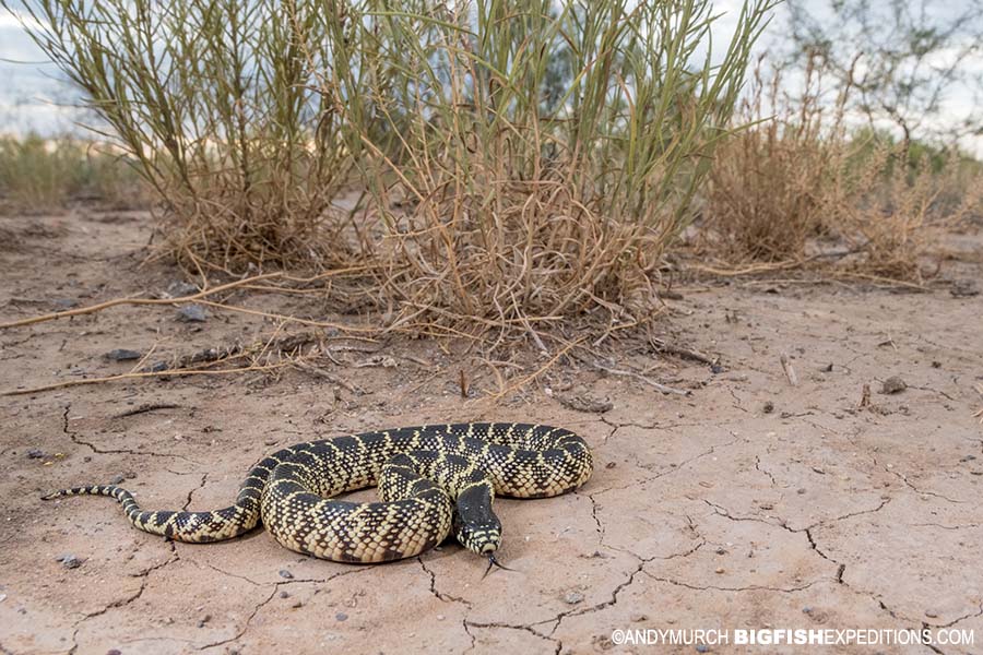 Desert King Snake Photography. Herping Arizona.