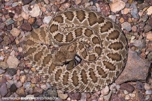 Snake photography. Herping Arizona.